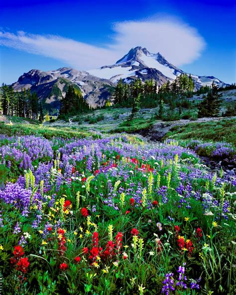 Mount Jefferson Central Oregon Wildflowers Can You Imagine Wildflower