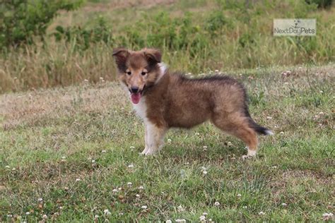 Akc Lassie Collie Puppy For Sale Near Springfield Missouri Bc84d9a631
