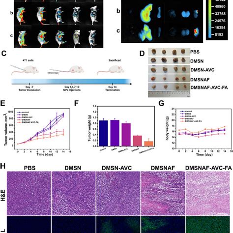 A In Vivo Fluorescent Images Of 4T1 Subcutaneous Tumor Bearing Mice