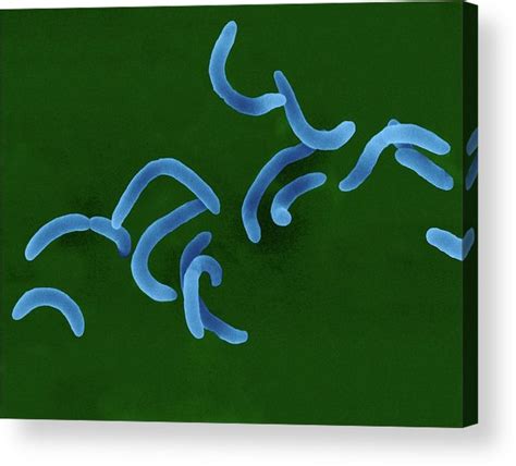 Vibrio Cholerae Curved Rod Prokaryote Acrylic Print By Dennis Kunkel