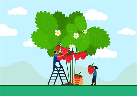 Farmer Is Climbing A Ladder Picking Strawberries From A Tree Female