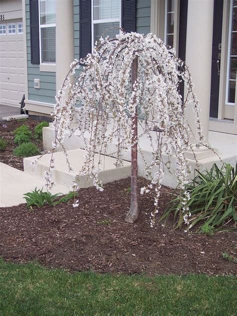Weeping yoshino cherry tree is a gorgeous photogenic flowering tree that breaks out in a cascade of shimmering white or pale pink blossoms in early try any of these dwarf trees to brighten up small gardens, and balconies, including flowering trees like evergreen spruces, and delicious dwarf apple. Weeping Cherry Tree | Landscaping trees, Trees for front ...