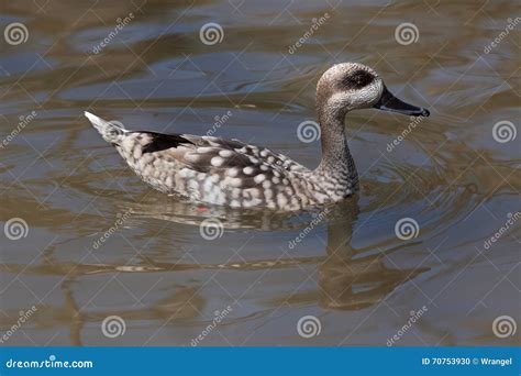 Marbled Duck Marmaronetta Angustirostris Stock Photo Image Of