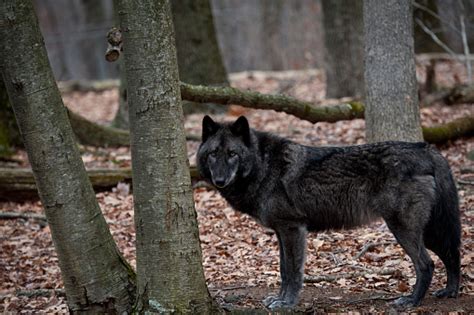Black Wolf In The Forest Stock Photo Download Image Now Istock