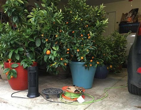 How To Grow Citrus In Pots In Any Climate Zone Tyrant Farms