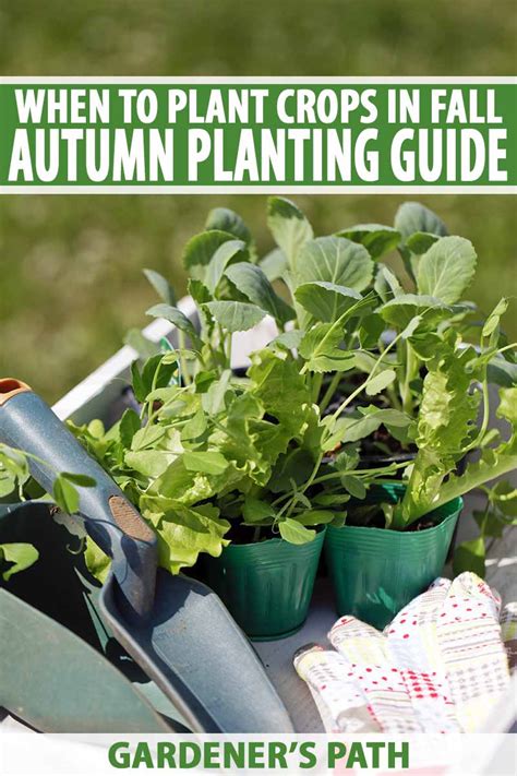 When To Plant Crops In Fall Autumn Planting Guide Gardener S Path