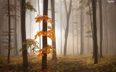 Fog Autumn Forest Beautiful Views Wallpapers 1920x1200