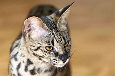 Savannah Cat Breed Information And Characteristics Daily Paws
