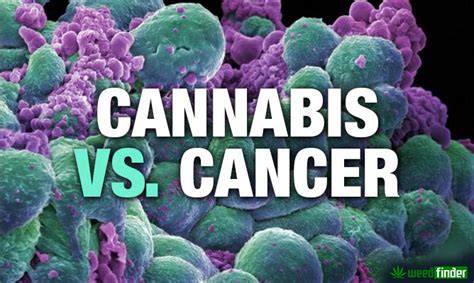 Proof Cannabis Can Cure Cancer Weed Finder News