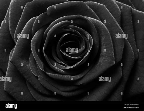 Rose Flower Black And White Stock Photos And Images Alamy