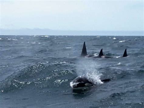 Watch Killer Whales Take Body Surfing To The Next Level In Monterey Bay