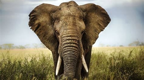 The Biggest Land Animal In The World African Elephant Or Giraffe