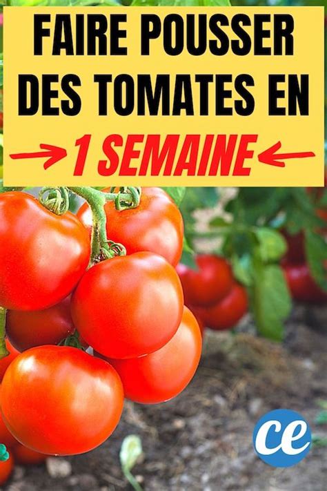 Le Secret De Jardinier Pour Faire Pousser Des Tomates En Seulement