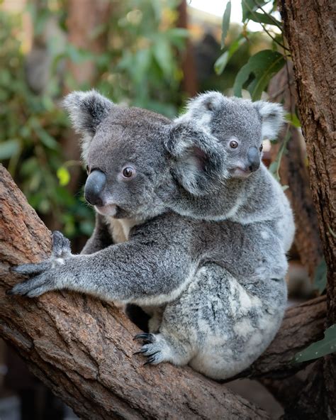 Australia Zoo On Twitter You Guysssss Koya The Koala Is All Grown Up