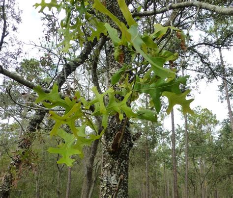Oak Trees Native To Central Florida Sharons Florida