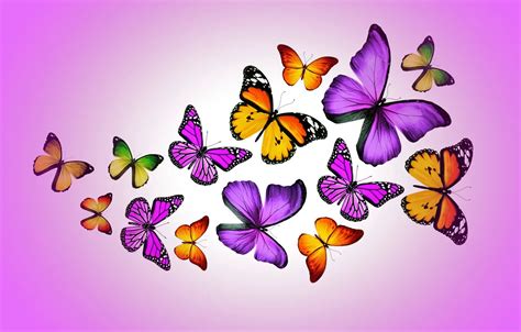 Wallpaper Butterfly Colorful Purple Butterflies Design By Marika