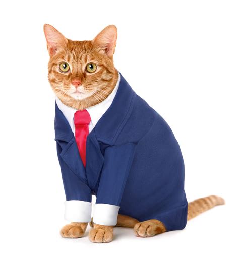 Cat In A Suit Pet Costumes Cat Clothes Cat Costumes