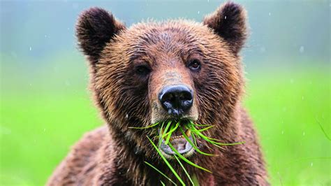 Au même titre que l'ours kodiak, l'ours l'ours polaire présente ainsi un important dimorphisme sexuel, c'est à dire que les femelles sont nettement plus petites que les mâles. Lours Brun Hiberne T Il - Pewter