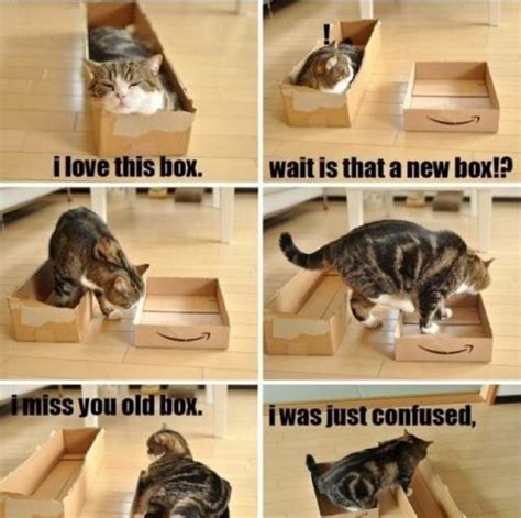 Funny Cat Memes Raineys World
