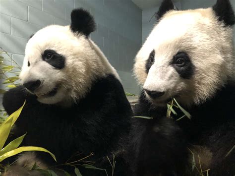 Panda Updates Monday November 9 Zoo Atlanta