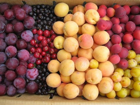 What Is Stone Fruit And Its Health Benefits Women Magazine