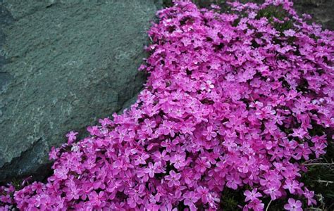 The Best Low Maintenance Ground Cover Plants To Liven Up Your Garden