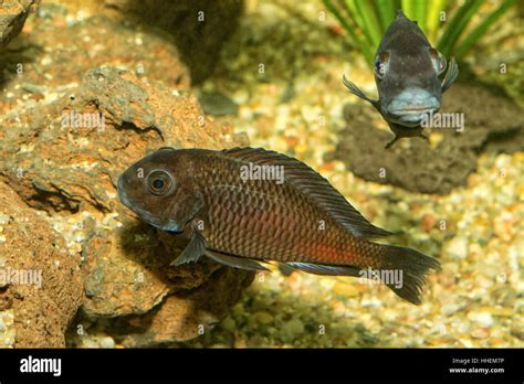 Portrait Of Cichlid Fish Tropheus Sp In A Aquarium Stock Photo Alamy
