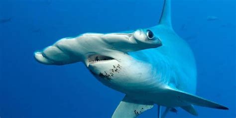 Hammerhead Shark Fact File Two Fish Divers Lombok Indonesia