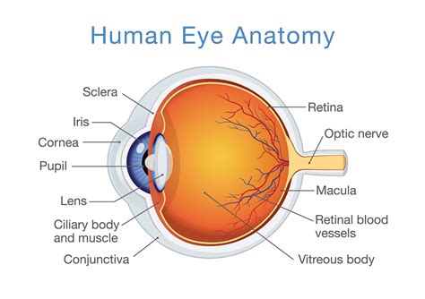 Basic Anatomy Of Retina Elman Retina Group Eye Doctors