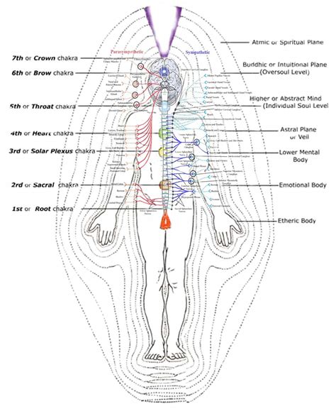 The Illuminated Body X Energy System Chakra Spirituality Chakra System