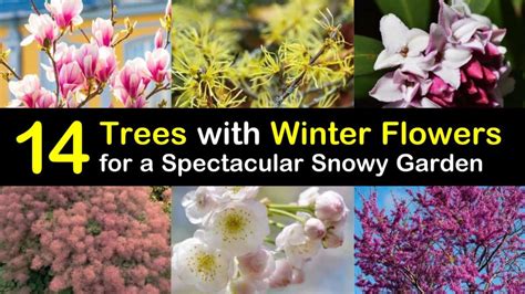 14 Trees With Winter Flowers For A Spectacular Snowy Garden
