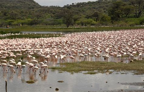 6 Days Lake Nakuru Bogoria Baringo Naivasha And Masai Mara Safari