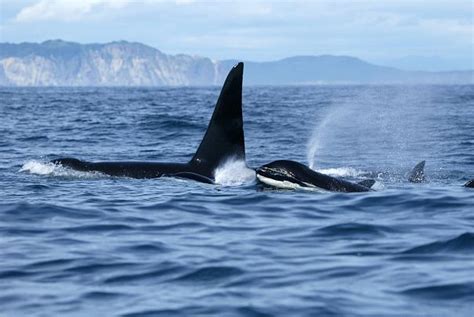 Killer Whale Facts Animal Facts Encyclopedia