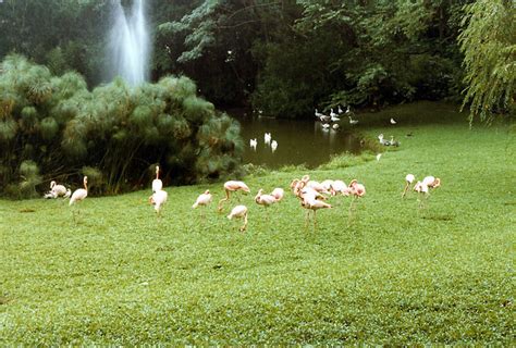 Paradise Park Oahu Flamingos Flickr Photo Sharing
