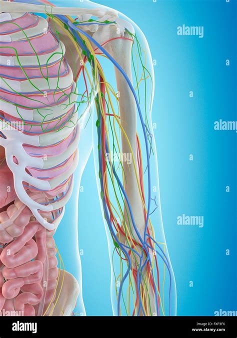 Human Arm Anatomy Computer Illustration Stock Photo Alamy