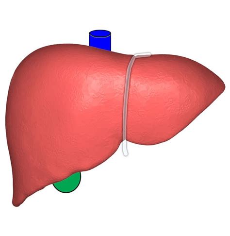 Where is the liver located in the human body diagram liver picture diagram locating liver pain the body uses pain as its means of. Función del hígado en el cuerpo humano - Periodico de Salud