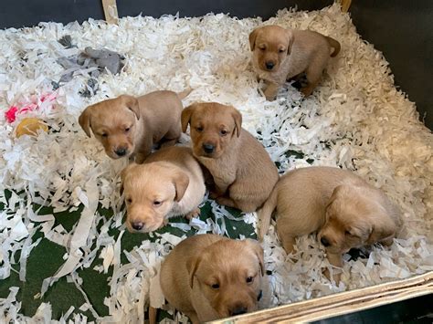 I have been looking for a chocolate lab puppy and finally found one on jona labrador puppies. Labrador Retriever Puppies For Sale | Columbus, OH #325252