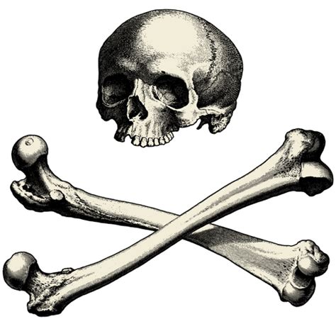 Skull With Bones Vector Image Public Domain Vectors
