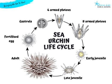 Urchin Life Cycle Diagram Ocean Life Education