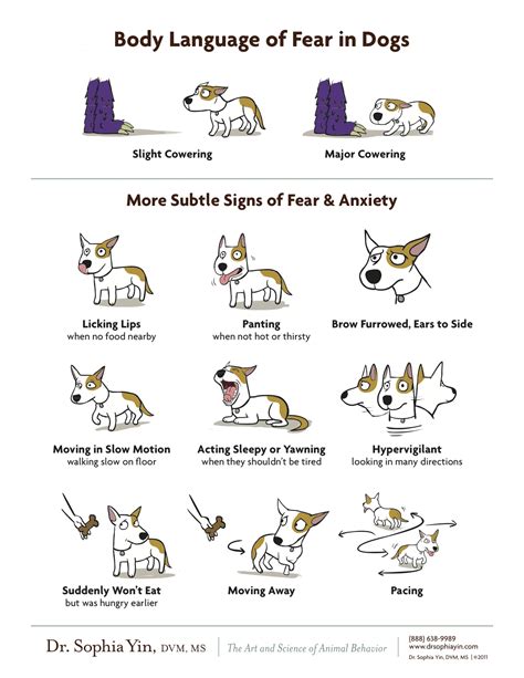 Dog Body Language Joy For Dogs