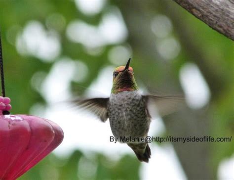 Cool to room temperature and use immediately or store in the refrigerator for future use. My Side of Life: DIY Hummingbird Food *4:1 ratio=water to ...