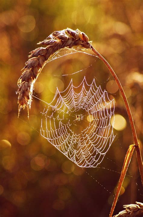 Morning Celebration By Gosiaa93 Spider Art Spider Web Nature