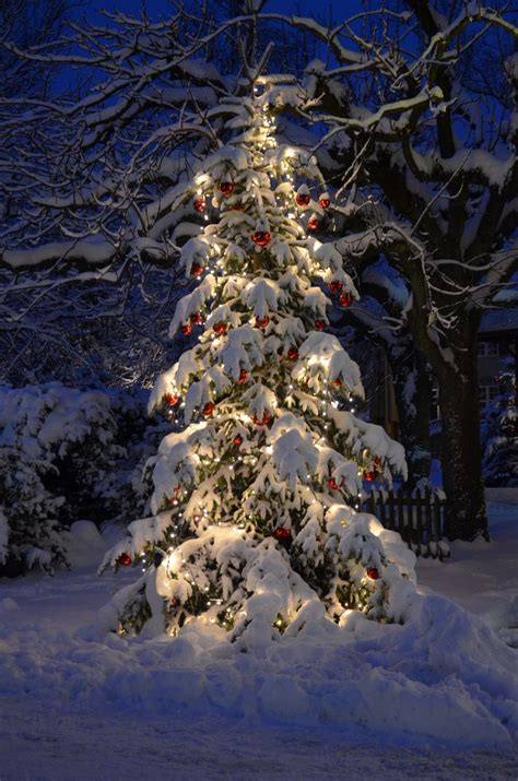 Winter Christmas Tree Outdoor Christmas Tree At Night With Lights And