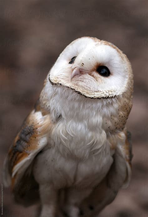 Cute Baby Barn Owl Stocksy United