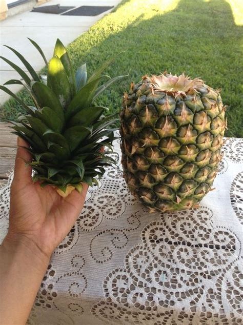 How To Grow A Pineapple Recipe Pineapple Planting Pineapple