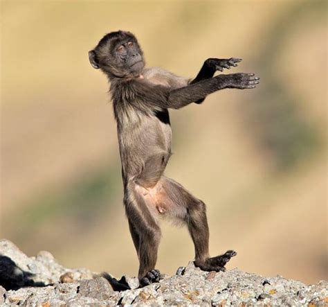 40 All Time Funny Pictures Of Dancing Animals