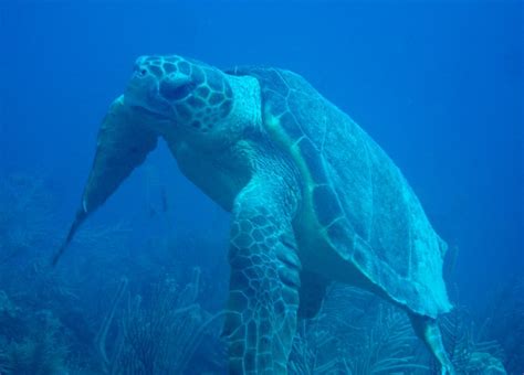 Hawksbill Turtle Photo