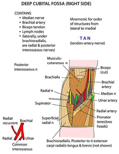 Instant Anatomy Upper Limb Areasorgans Cubital Fossa Deep