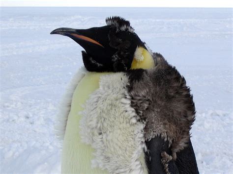 Filemolting Emperor Penguin Wikimedia Commons