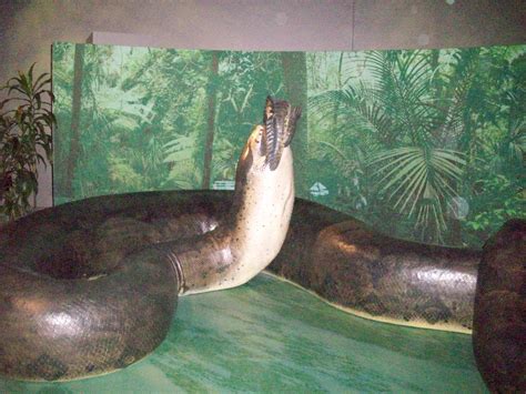 Titanoboa Prehistoric Monster Snake World Biggest Snake Prehistoric Prehistoric Creatures